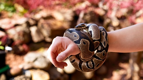 python royal